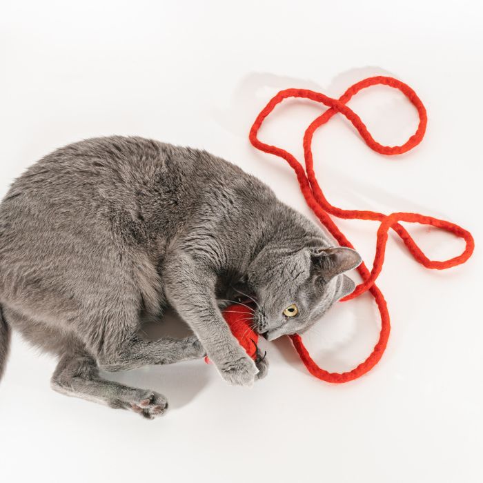 Catch a Mouse by the Tail - Wool Cat Toy