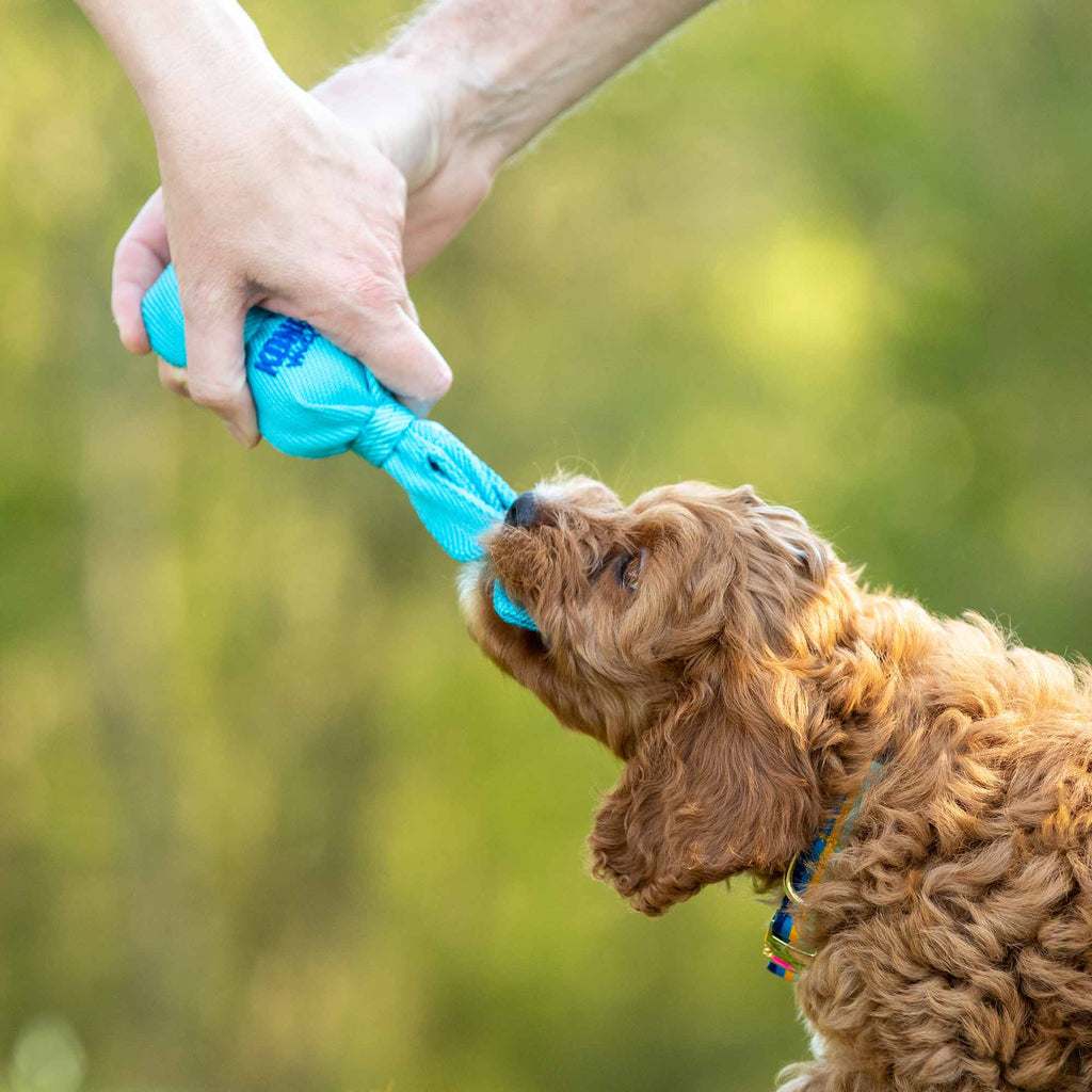KONG Wubba Dog Toy – Interactive Squeaky Tug & Fetch Toy for Dogs (Assorted Colors, 1 Count)